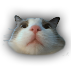 boristiky